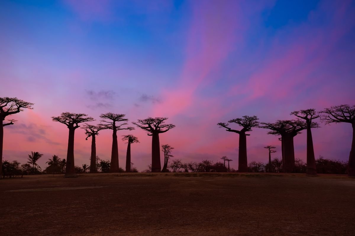 Allée des baobabs géants de Morondava en silhouette contre le ciel crépusculaire
