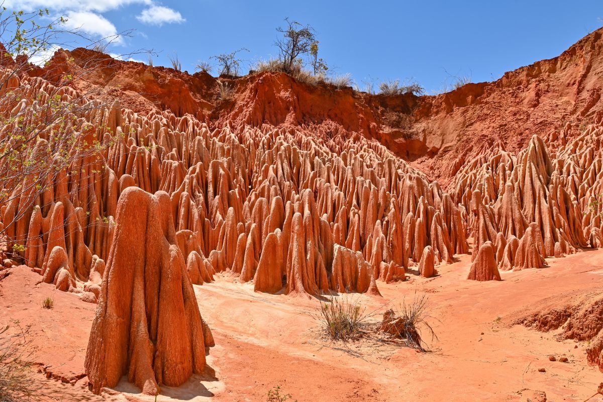 Flamants roses de Madagascar