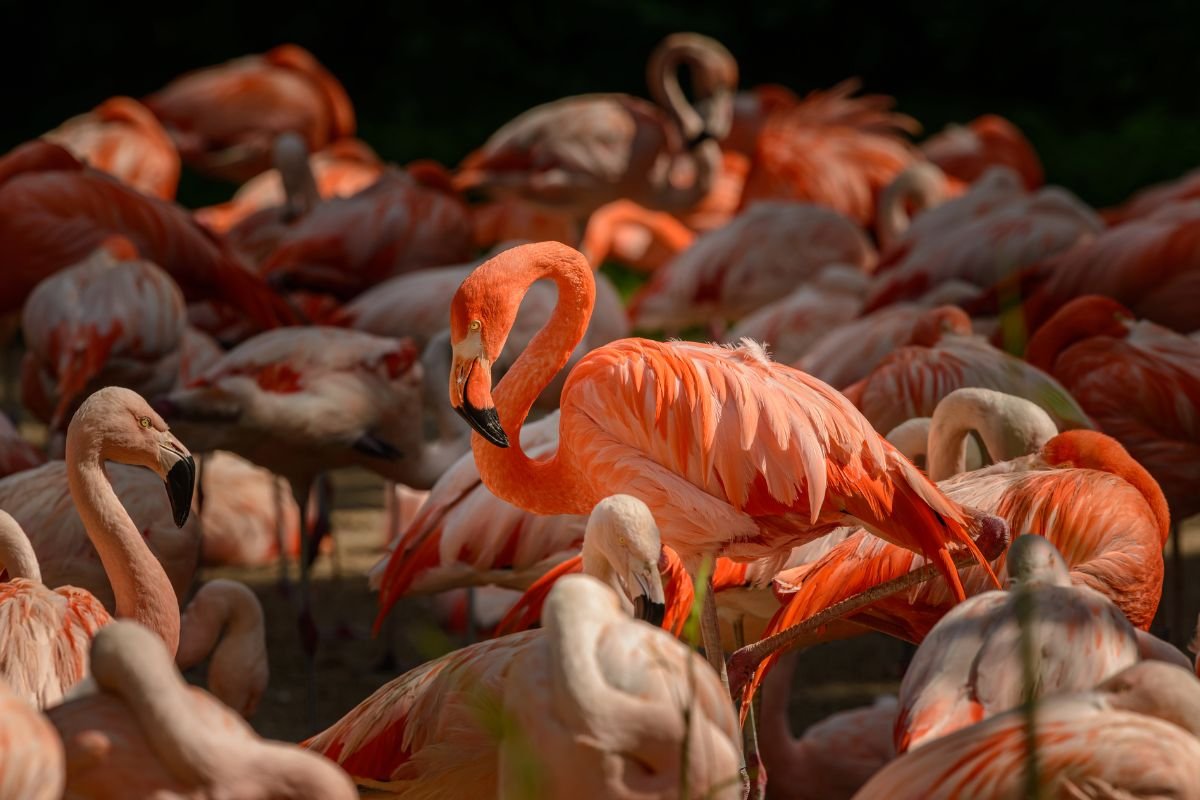 Flamants roses de Madagascar